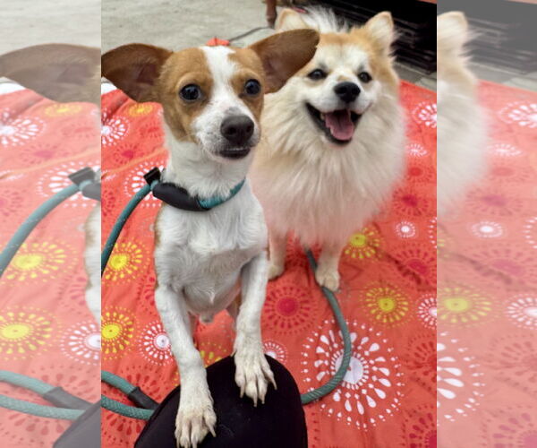 Medium Photo #4 Pomeranian-Unknown Mix Puppy For Sale in Newport Beach, CA, USA