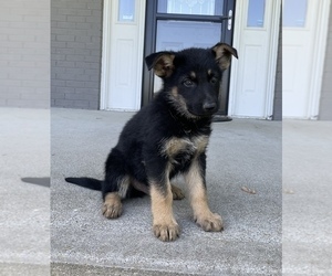 German Shepherd Dog Puppy for sale in FRANKLIN, IN, USA