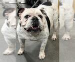 Small American Bulldog