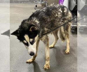 Siberian Husky Dogs for adoption in Forestville, MD, USA