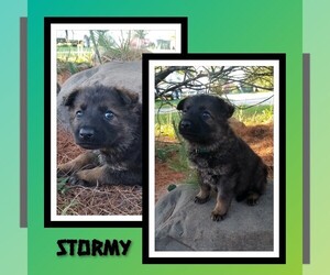 German Shepherd Dog Puppy for Sale in BROOKFIELD, Missouri USA