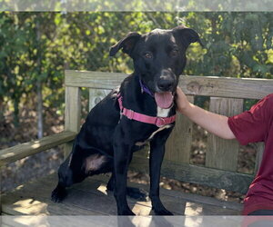 Shade - Female Labrador Retriever-Unknown Mix Dog for Adoption - Photo #5