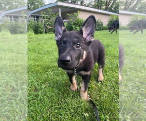 German Shepherd Dog-Norwegian Elkhound Mix Dogs for adoption in Minneapolis, MN, USA