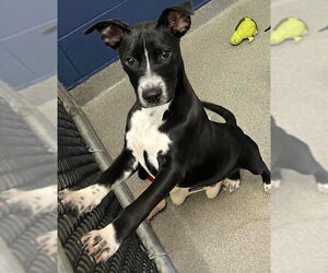 Borador Dogs for adoption in Sterling, MA, USA