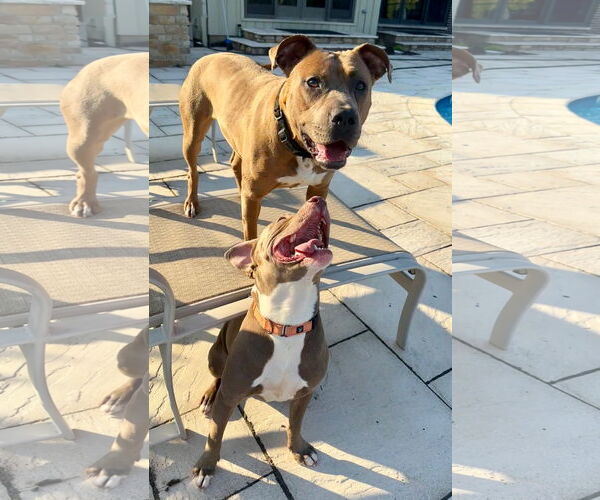 Medium Photo #4 American Pit Bull Terrier Puppy For Sale in Techny, IL, USA