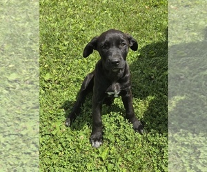Alaskan Husky-English Cream Golden Retriever Mix Puppy for sale in GAYS MILLS, WI, USA