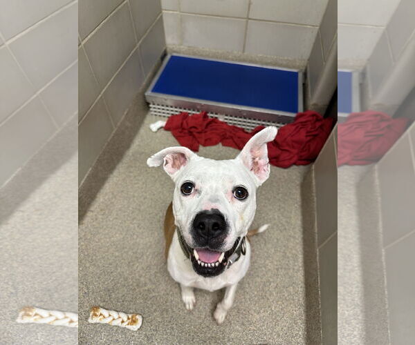 Medium Photo #7 American Pit Bull Terrier-Unknown Mix Puppy For Sale in Virginia Beach, VA, USA