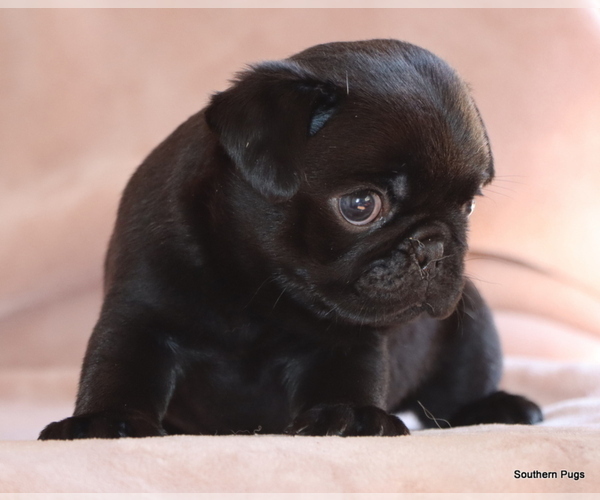 Medium Photo #7 Pug Puppy For Sale in WINNSBORO, TX, USA