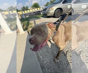 American Pit Bull Terrier Dogs for adoption in Evansville, IN, USA