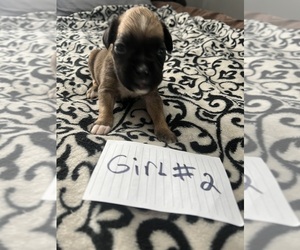 Boxer Puppy for sale in BLOOMINGTON, IL, USA