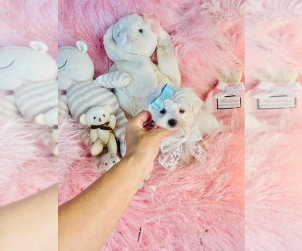 Medium Photo #6 Maltese Puppy For Sale in PALM BEACH, FL, USA