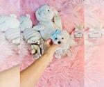 Small #5 Maltese