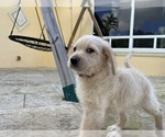 Small Photo #25 Labradoodle Puppy For Sale in FORT LAUDERDALE, FL, USA