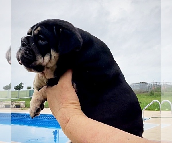 Medium Photo #8 Bulldog Puppy For Sale in CALDWELL, TX, USA