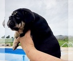 Small Photo #8 Bulldog Puppy For Sale in CALDWELL, TX, USA