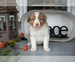 Small #1 Australian Shepherd