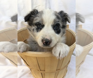 Border-Aussie Puppy for sale in LOMA, CO, USA