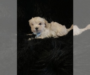 Morkie Puppy for sale in BEECH GROVE, IN, USA