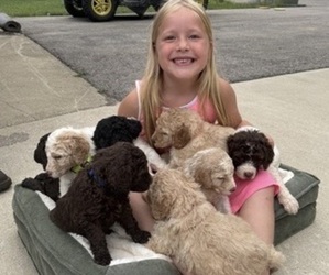 Saint Berdoodle Puppy for Sale in FRANKFORT, Indiana USA