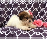 Small #12 Shih Tzu-Shorkie Tzu Mix