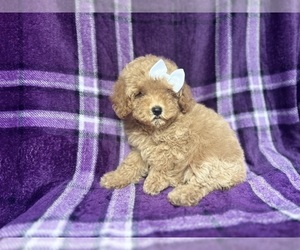 Cock-A-Poo Puppy for sale in LAKELAND, FL, USA