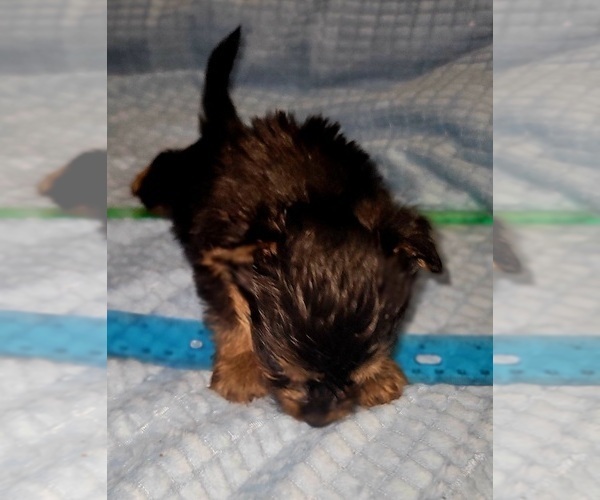 Medium Photo #32 Yorkshire Terrier Puppy For Sale in AKRON, OH, USA