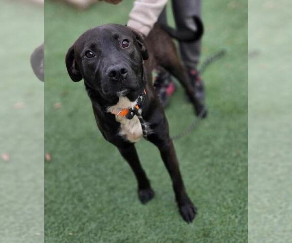Medium Photo #6 Labrador Retriever-Unknown Mix Puppy For Sale in Rockwall, TX, USA