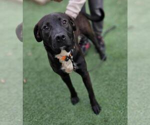Mercury- $75 Adoption Fee! Diamond Dog! - Male Labrador Retriever-Unknown Mix Dog for Adoption - Photo #6