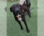 Small #5 Labrador Retriever Mix