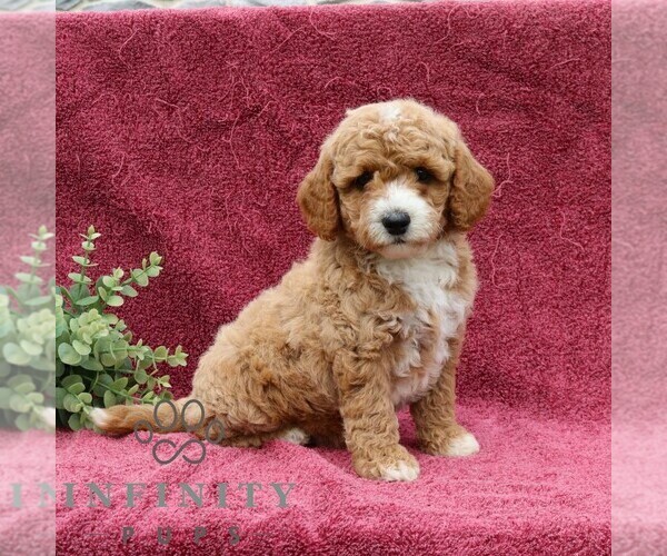 Medium Photo #1 Goldendoodle (Miniature) Puppy For Sale in EPHRATA, PA, USA