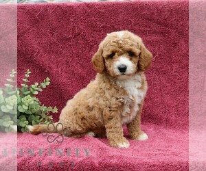 Goldendoodle (Miniature) Puppy for sale in EPHRATA, PA, USA