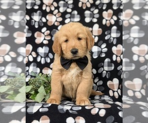 Golden Retriever Puppy for sale in QUARRYVILLE, PA, USA
