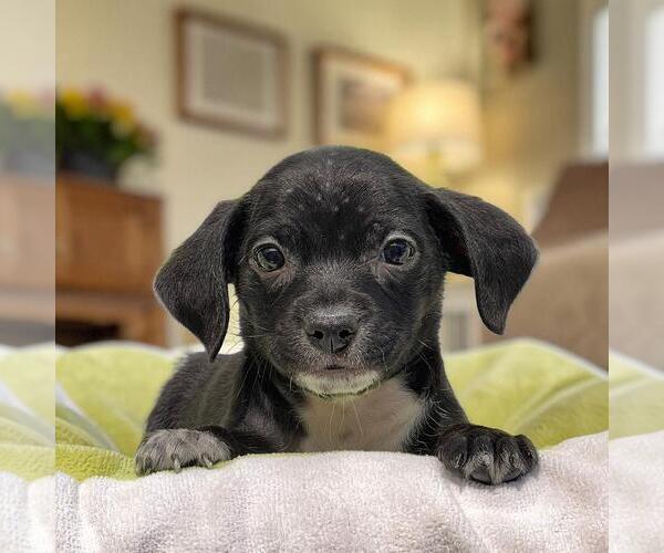 Medium Photo #1 Chihuahua-Colonial Cocker Spaniel Mix Puppy For Sale in San Diego, CA, USA