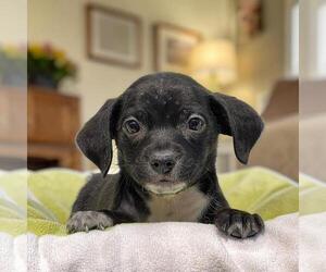 Chihuahua-Colonial Cocker Spaniel Mix Dogs for adoption in San Diego, CA, USA