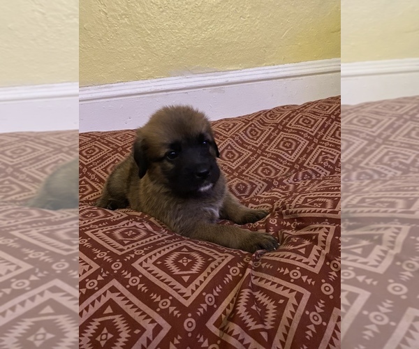 Medium Photo #20 Saint Berdoodle-Saint Bernard Mix Puppy For Sale in BEAVER FALLS, PA, USA