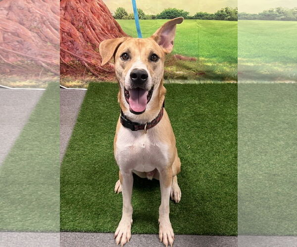 Medium Photo #2 Basenji-Carolina Dog Mix Puppy For Sale in Euless, TX, USA