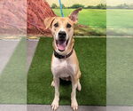 Small #1 Basenji-Carolina Dog Mix