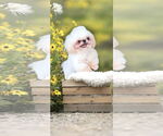 Small #5 Shih Tzu