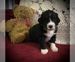 Small Photo #7 Bernedoodle Puppy For Sale in CLARE, MI, USA