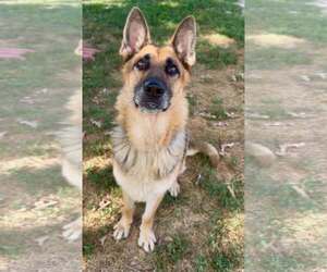 German Shepherd Dog-Unknown Mix Dogs for adoption in Crystal, MN, USA