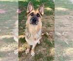 Small German Shepherd Dog Mix