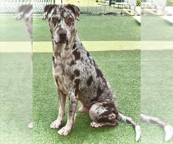 Medium Photo #2 Catahoula Leopard Dog Puppy For Sale in Pasadena, TX, USA