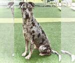 Small #1 Catahoula Leopard Dog