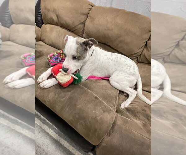 Medium Photo #3 Mutt Puppy For Sale in Minneapolis, MN, USA