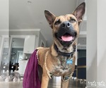 Small #12 Mutt