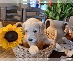 Small Photo #11 Goldendoodle Puppy For Sale in LOUISA, VA, USA