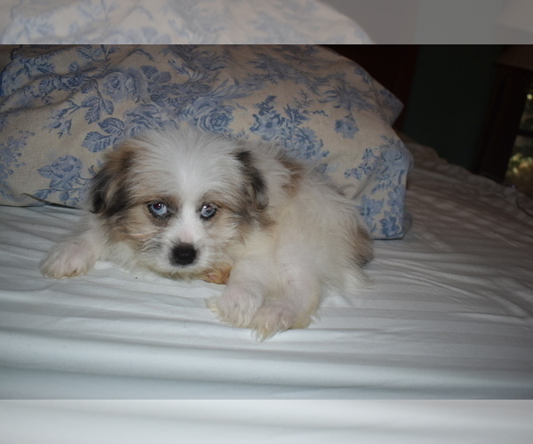 Medium Photo #17 Pom-Shi Puppy For Sale in DINWIDDIE, VA, USA