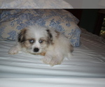 Small Photo #17 Pom-Shi Puppy For Sale in DINWIDDIE, VA, USA
