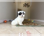 Small #8 Maltipoo