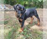 Small Photo #62 Doberman Pinscher Puppy For Sale in FORT LAUDERDALE, FL, USA